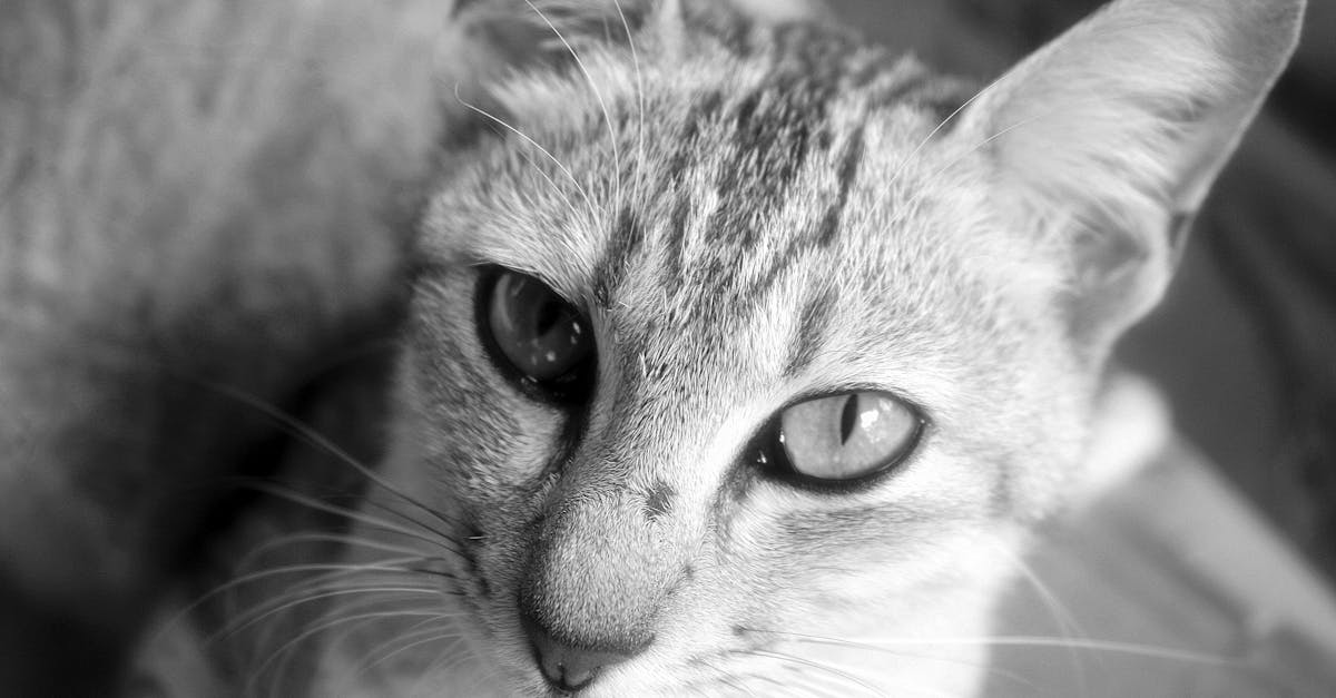 découvrez notre sélection de colliers pour chats, alliant style et confort. offrez à votre compagnon félin un accessoire tendance et pratique, tout en garantissant sa sécurité grâce à nos modèles adaptés et résistants.