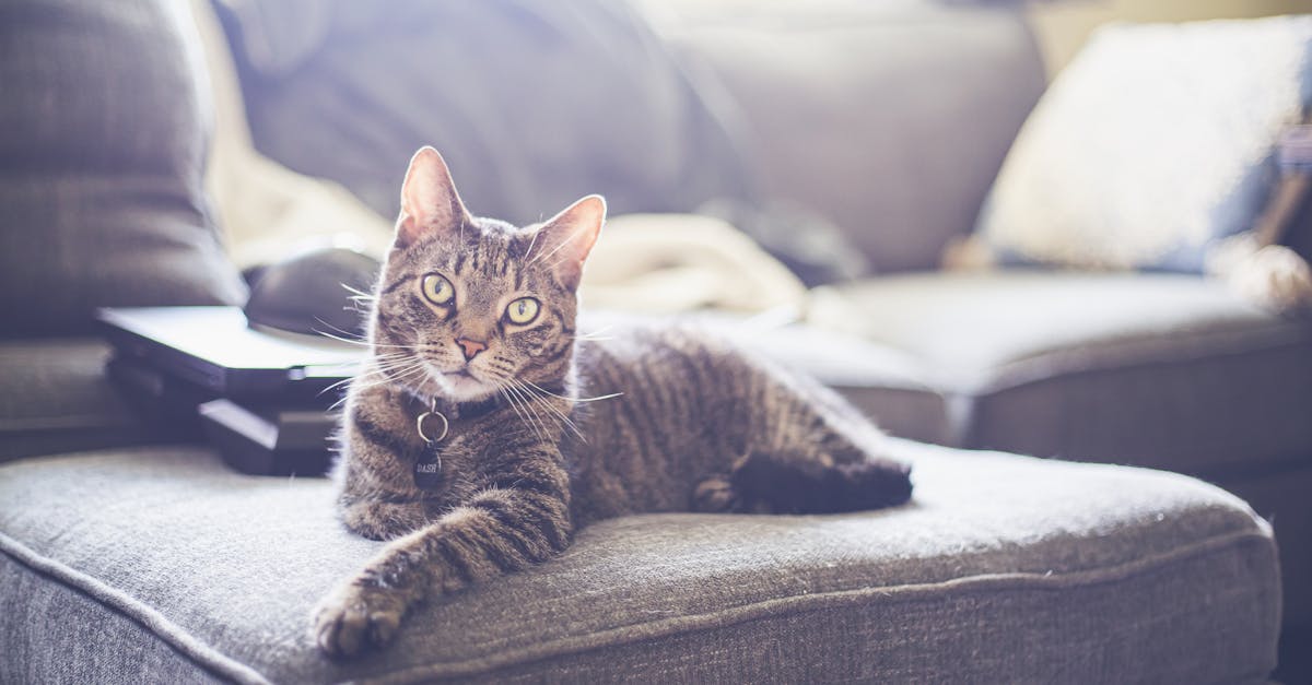 découvrez notre collection de colliers pour chats, alliant confort, sécurité et style. offrez à votre félin un accessoire unique qui le mettra en valeur tout en garantissant sa protection. parcourez notre gamme variée dès maintenant!