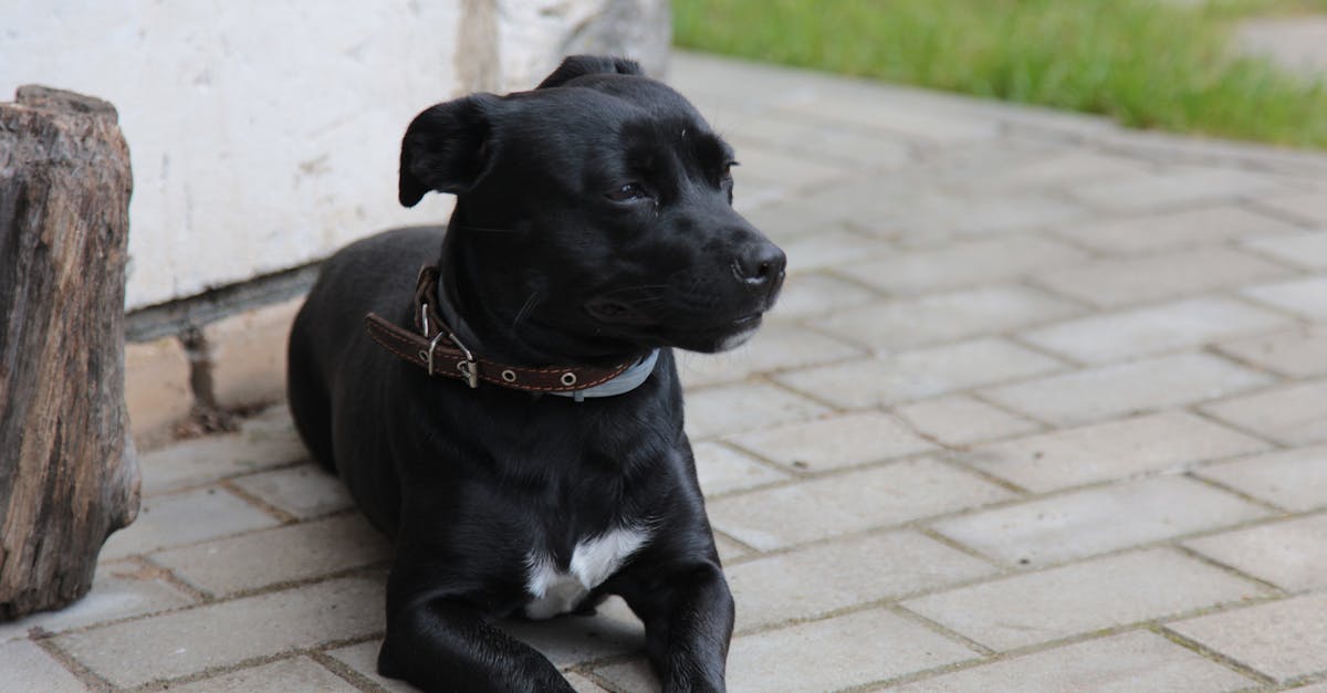 découvrez notre sélection de colliers pour chiens, alliant confort et style pour votre compagnon à quatre pattes. choisissez parmi une variété de couleurs et de matériaux pour garantir sécurité et élégance lors de vos promenades.