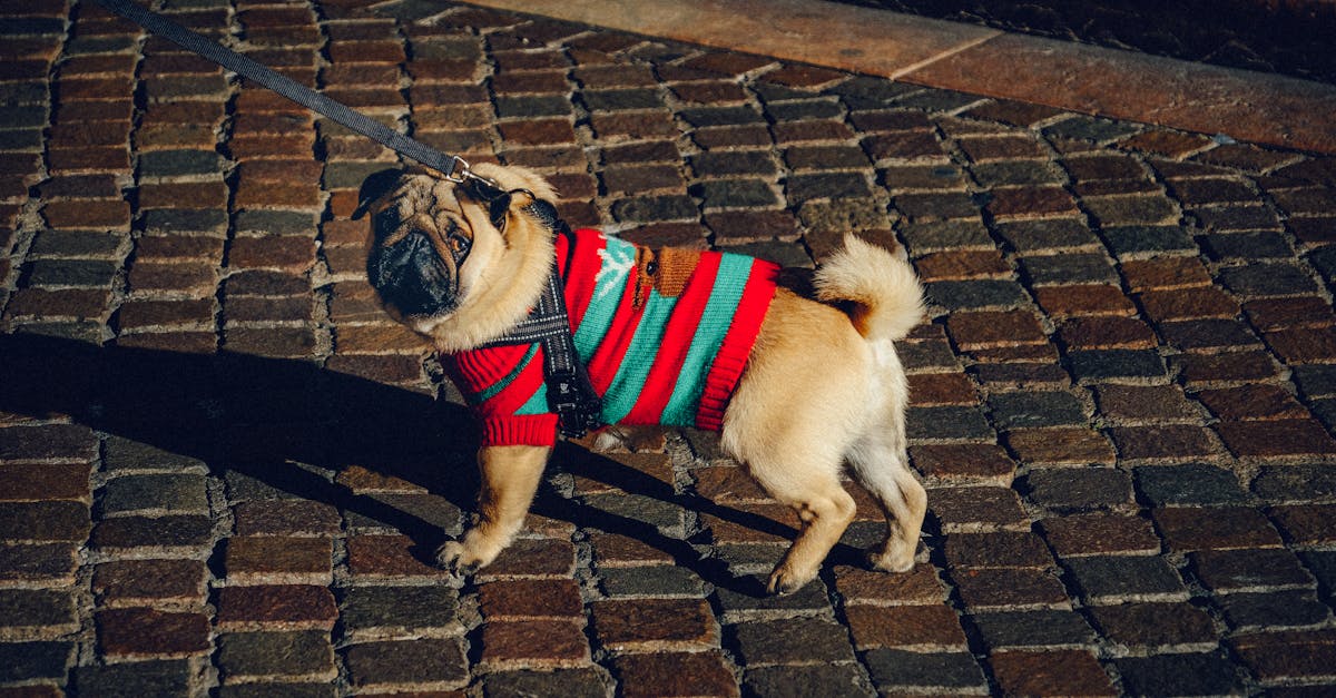 découvrez notre gamme de colliers pour chiens alliant confort, style et sécurité. offrez à votre compagnon à quatre pattes un accessoire durable et tendance, adapté à sa taille et à ses besoins. commandez maintenant et faites plaisir à votre fidèle ami !
