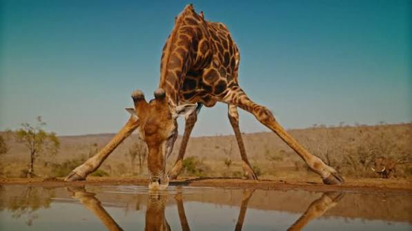 photographie animaux sauvages