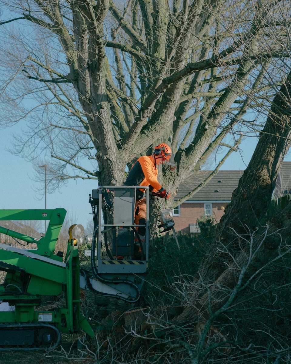 Élagage à Domont